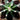 Sigma 70mm F2.8 Art DG Macro para Canon | Macrofotografia de alta qualidade - OctoShop